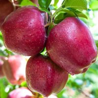 Fruits