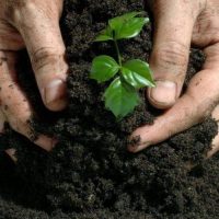 Organic manure